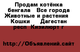 Продам котёнка бенгала - Все города Животные и растения » Кошки   . Дагестан респ.,Кизилюрт г.